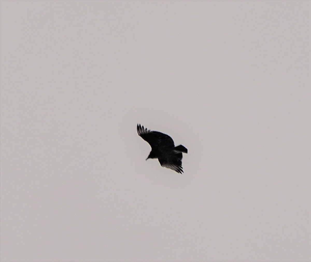 Black Vulture - ML197781901