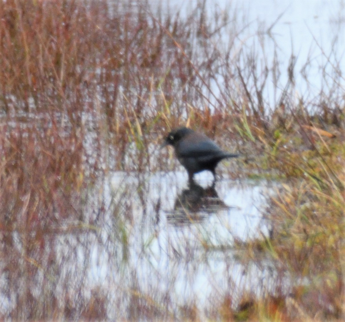 Rusty Blackbird - ML197784791