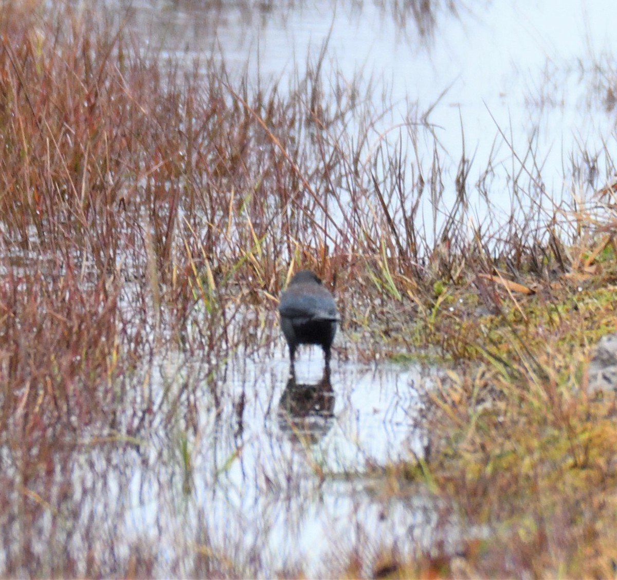 Rusty Blackbird - ML197784801