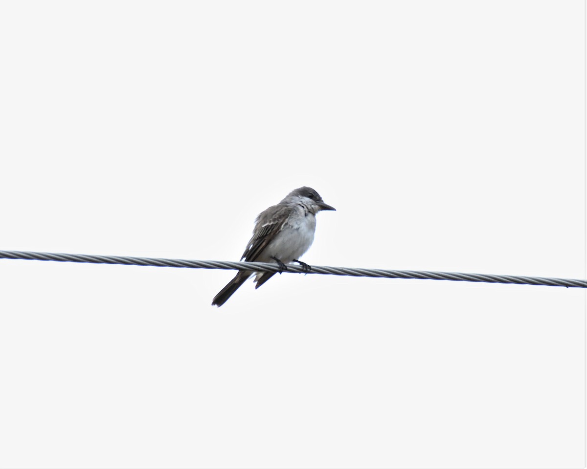 Gray Kingbird - ML197785111