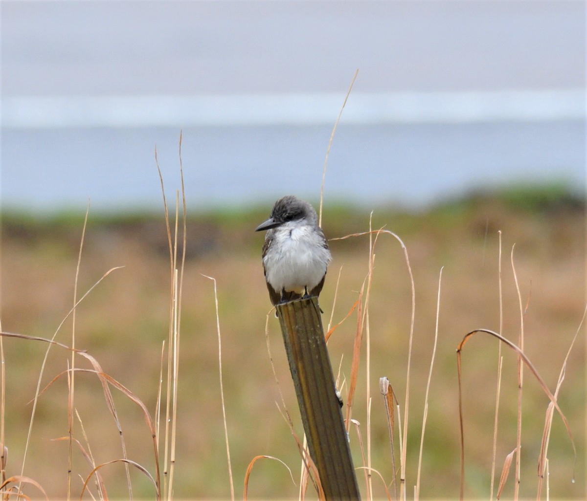 Gray Kingbird - ML197785131