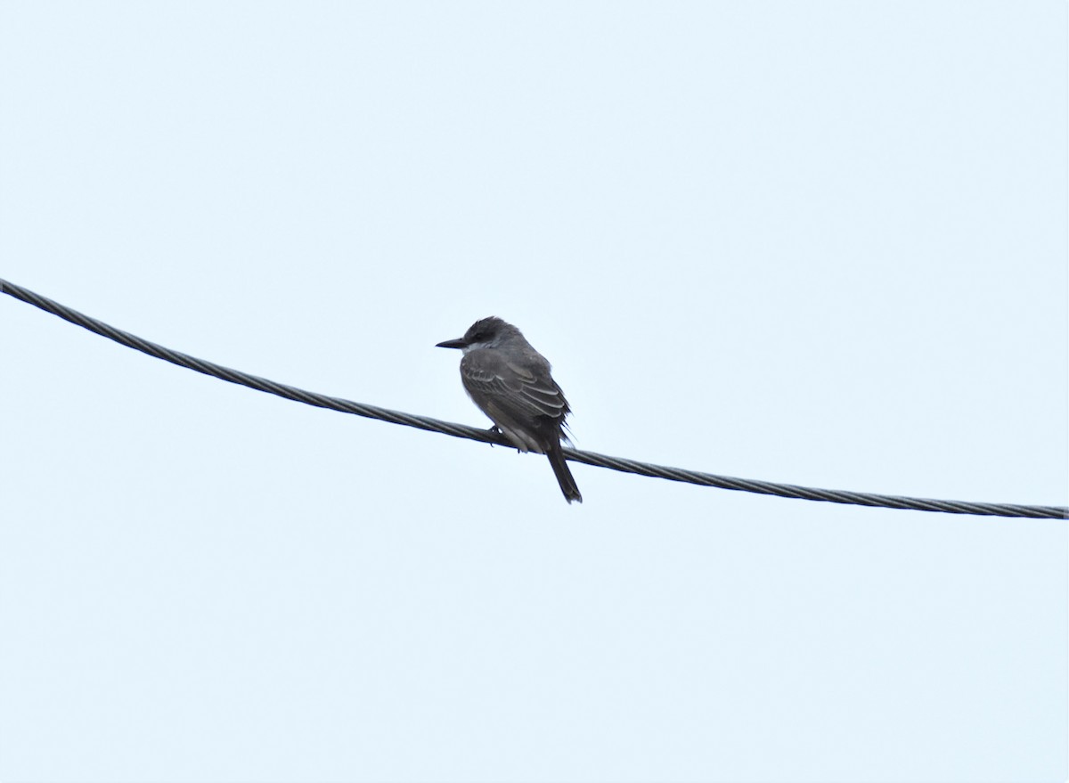 Gray Kingbird - ML197785151