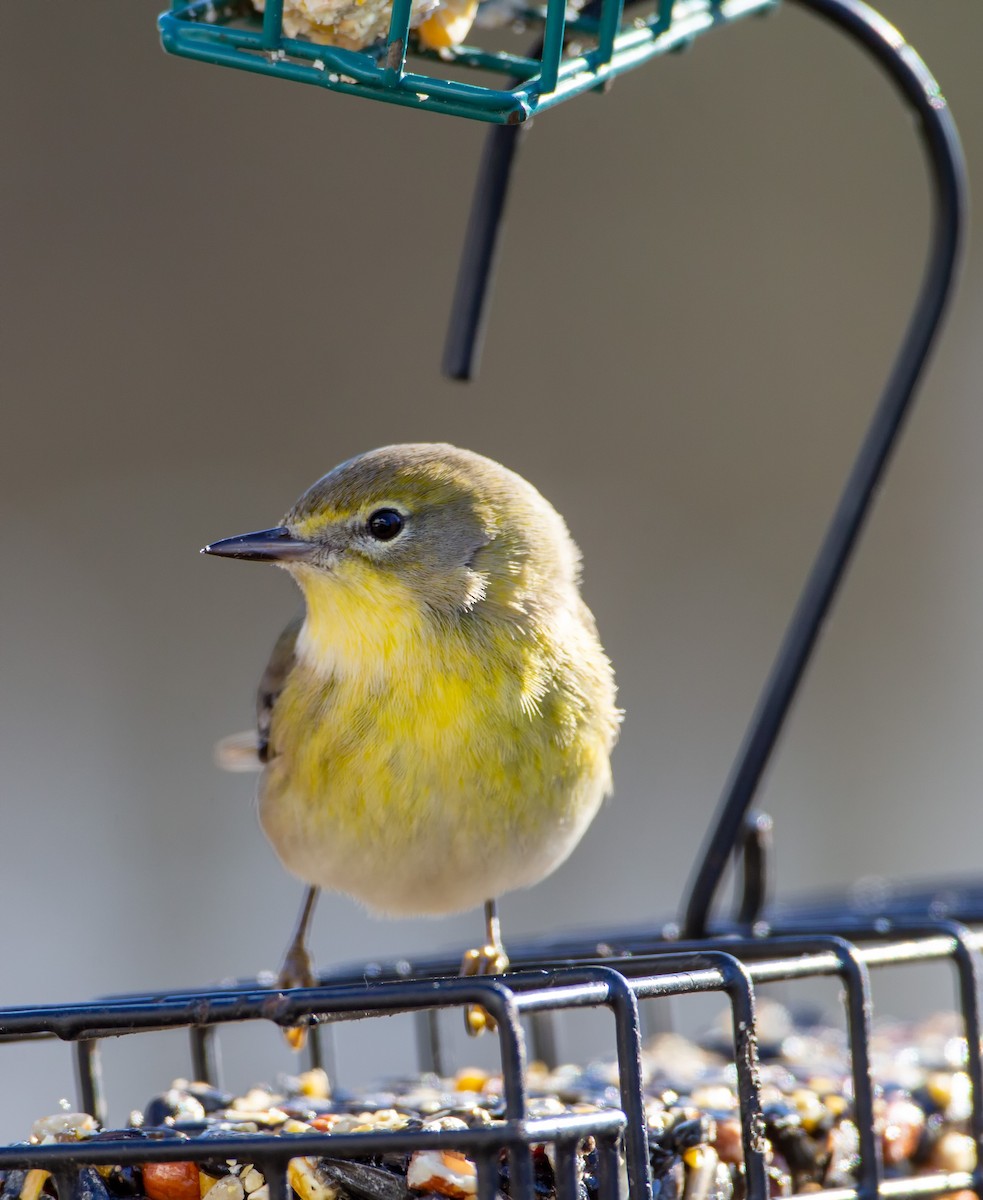 Pine Warbler - Sean Clinning