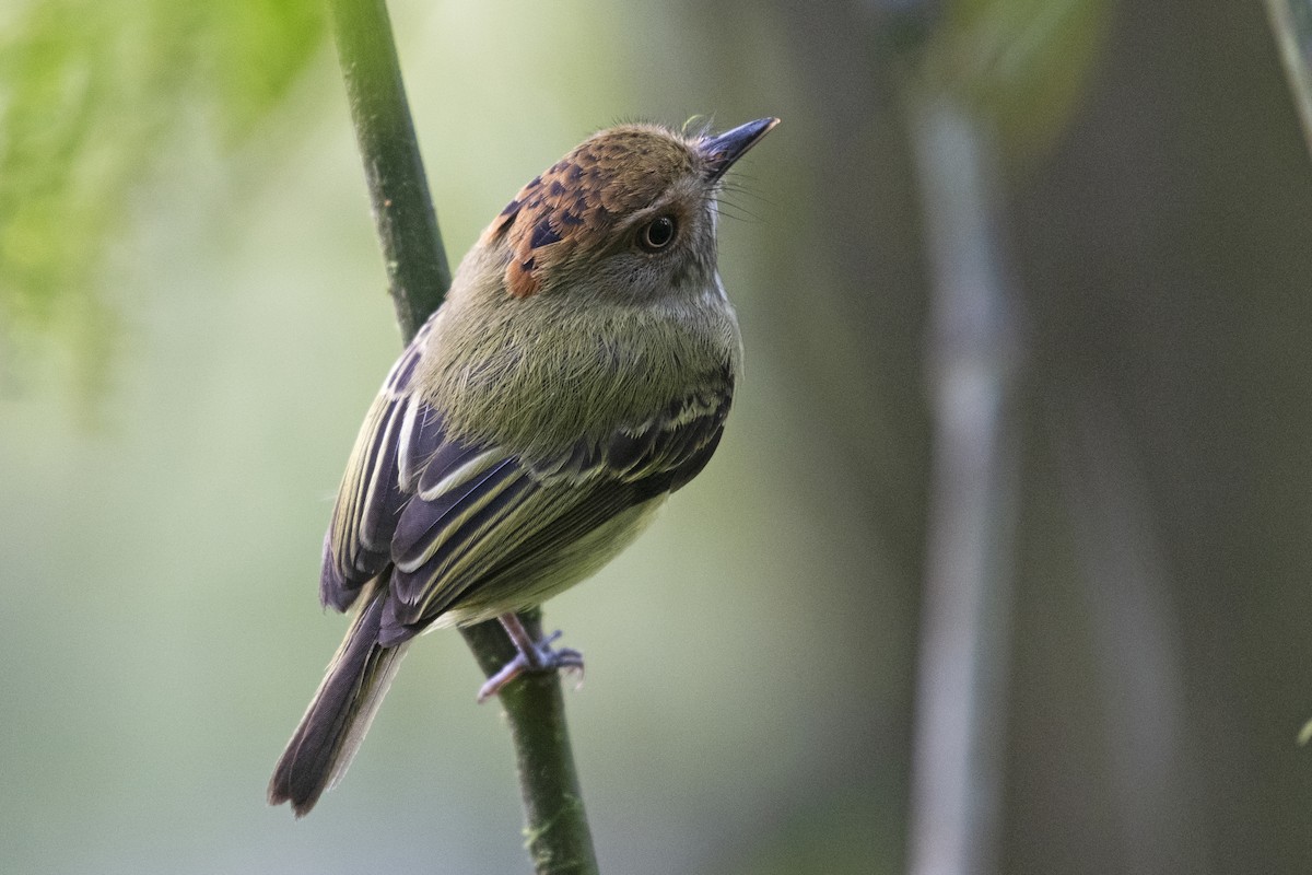 Scale-crested Pygmy-Tyrant - ML197786081