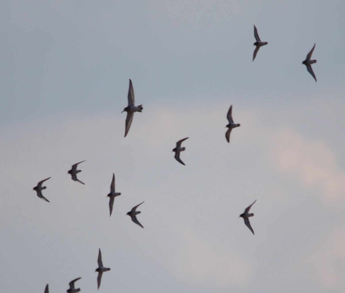 Dunlin - Daphne Asbell