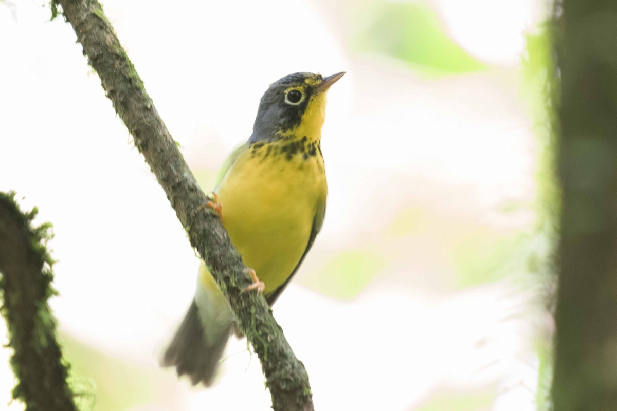 Canada Warbler - ML197786621