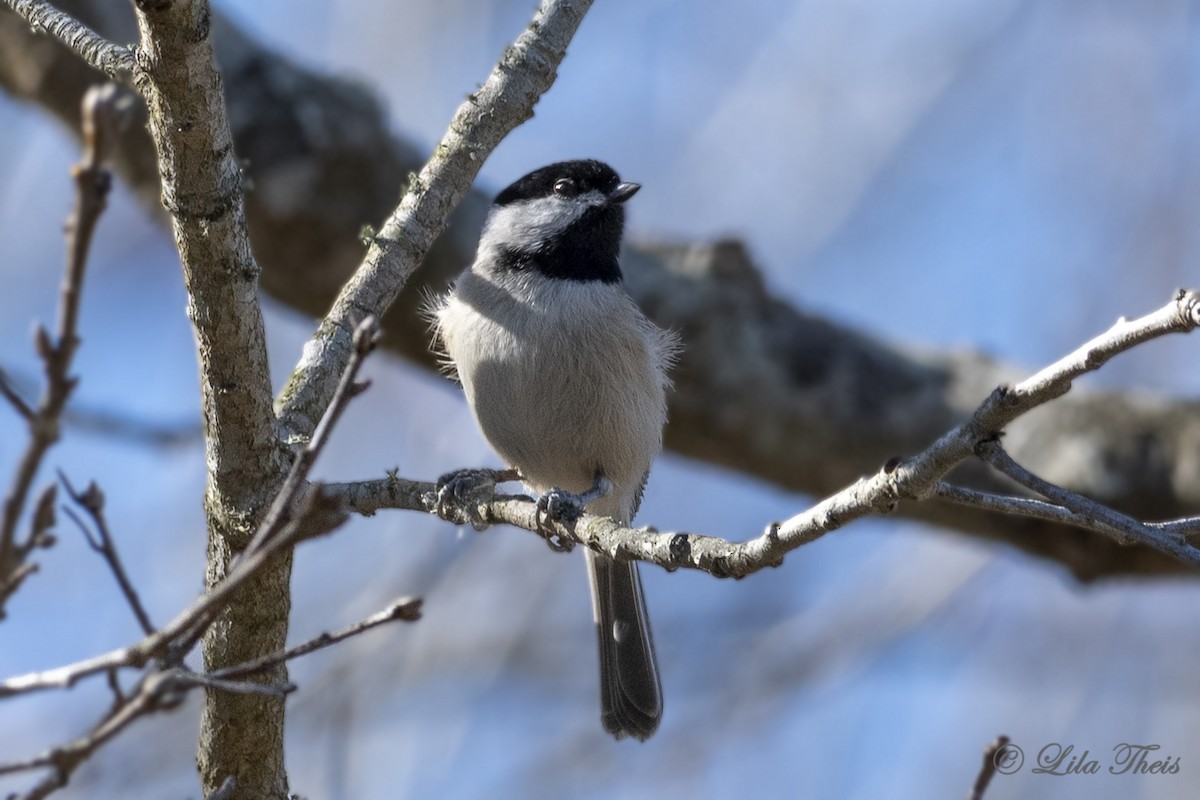 Carolina Chickadee - ML197786951