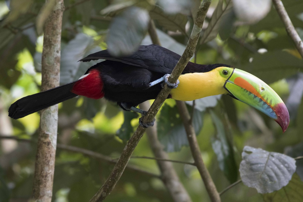 Keel-billed Toucan - ML197789941