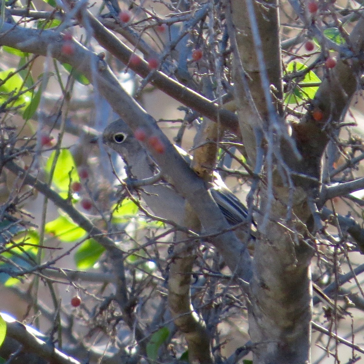 Townsend's Solitaire - Bill Lisowsky