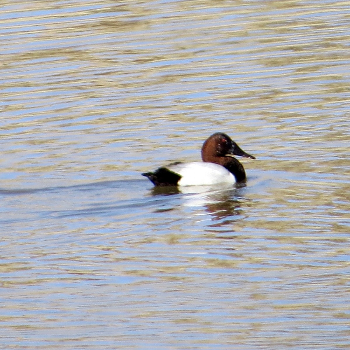 Canvasback - Bill Lisowsky