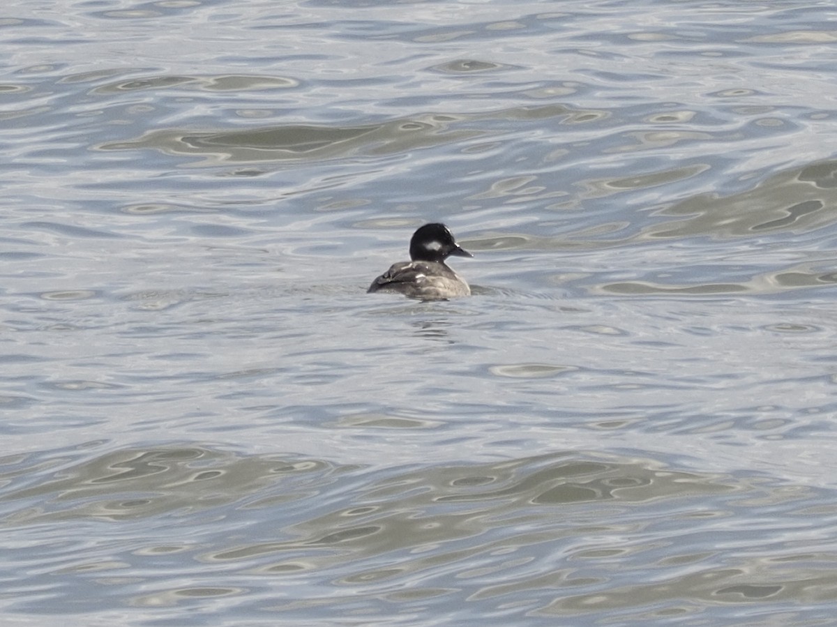 Bufflehead - Milton Paul