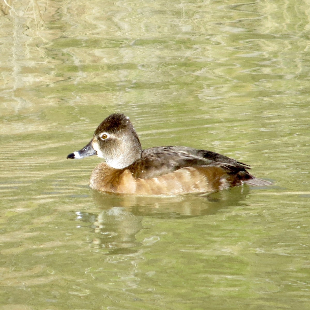 Ring-necked Duck - Bill Lisowsky