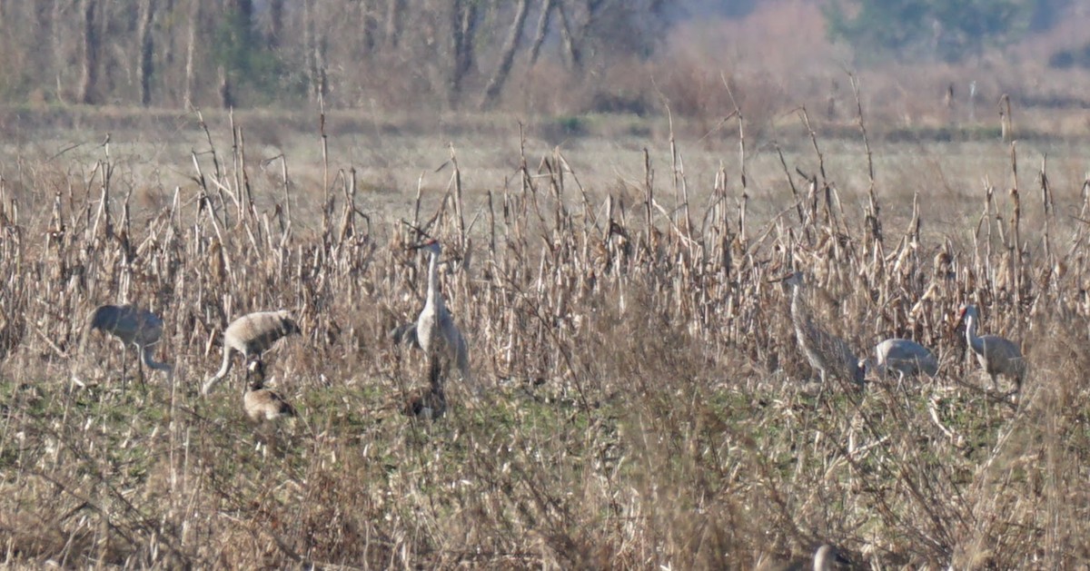 Sandhill Crane - ML197794271