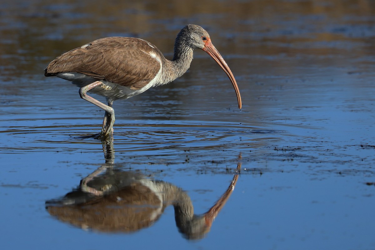 White Ibis - Rob Bielawski