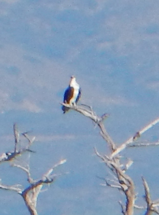 Balbuzard pêcheur - ML197798371