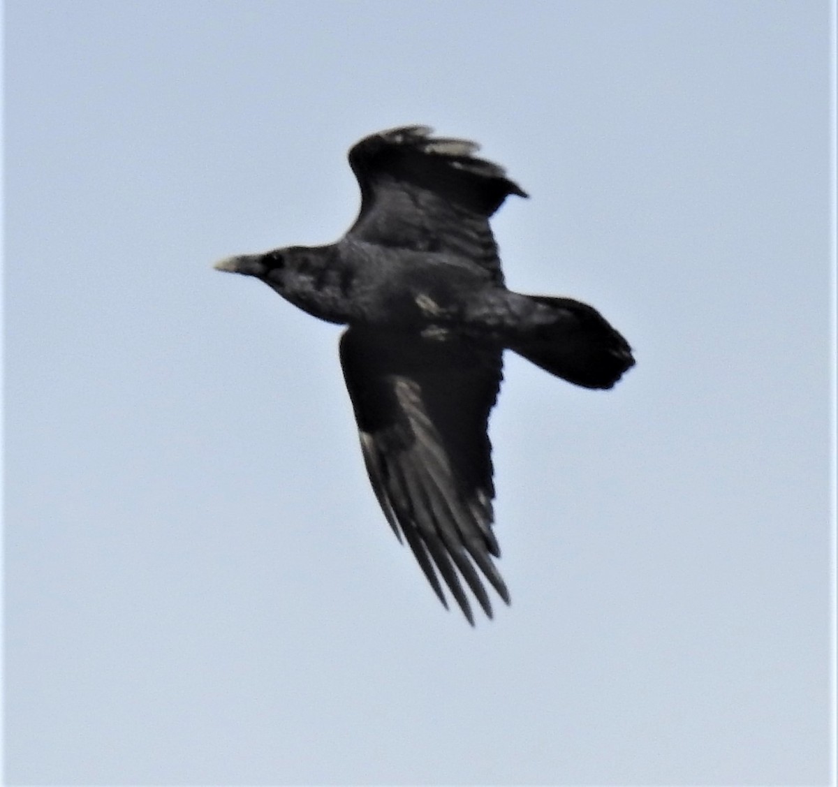 Common Raven - ML197798821