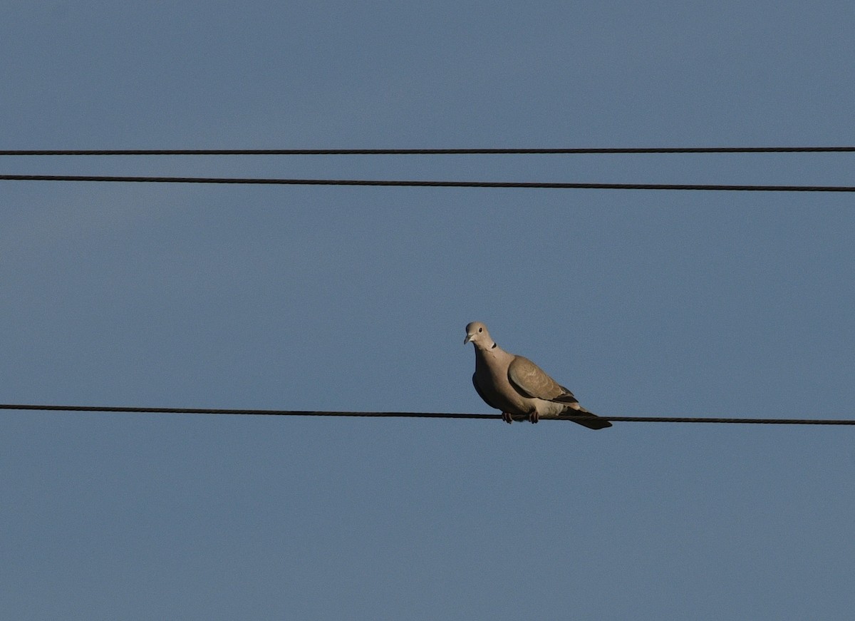 Eurasian Collared-Dove - ML197800301