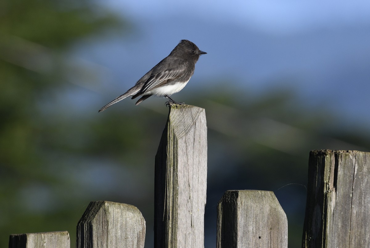 Black Phoebe - ML197800401