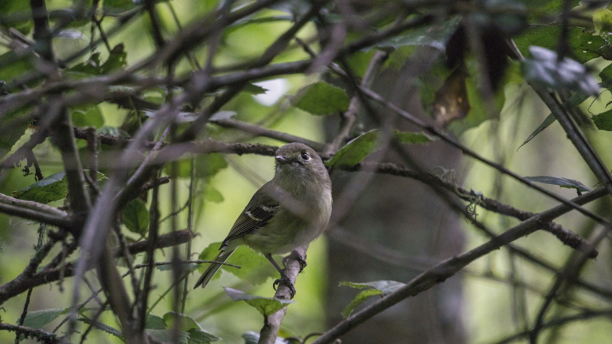 Hutton's Vireo - ML197804201