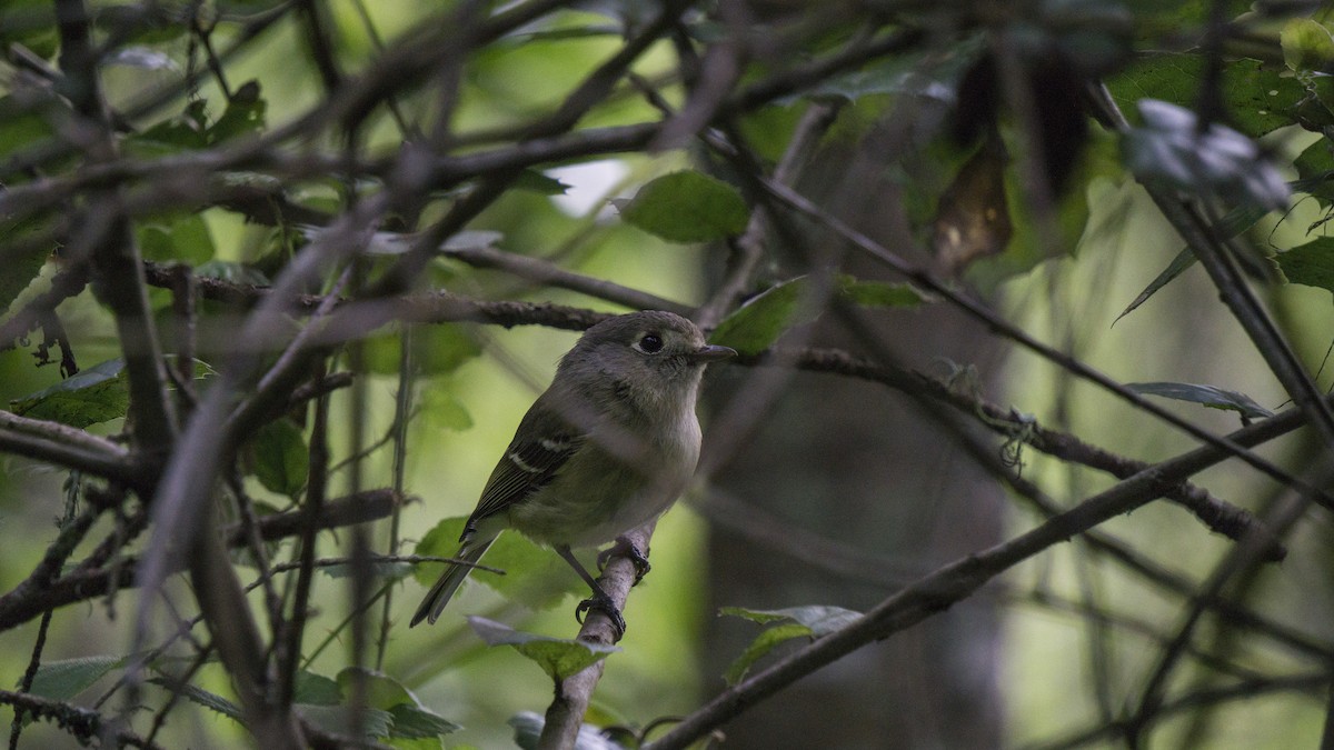 Hutton's Vireo - ML197804221