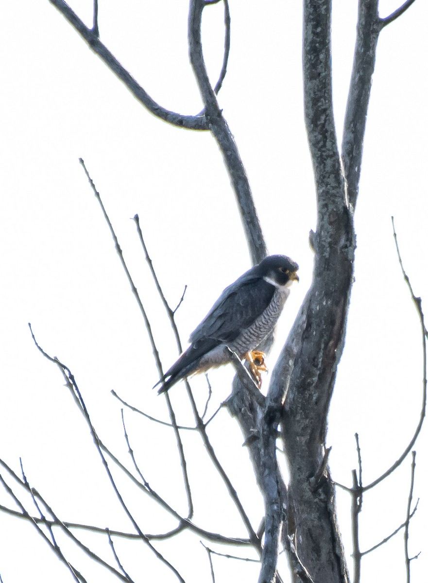 Peregrine Falcon - ML197804421