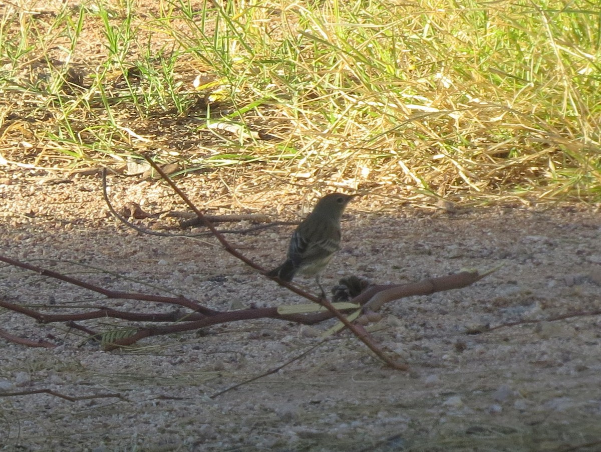 Yellow-rumped Warbler - ML197804571