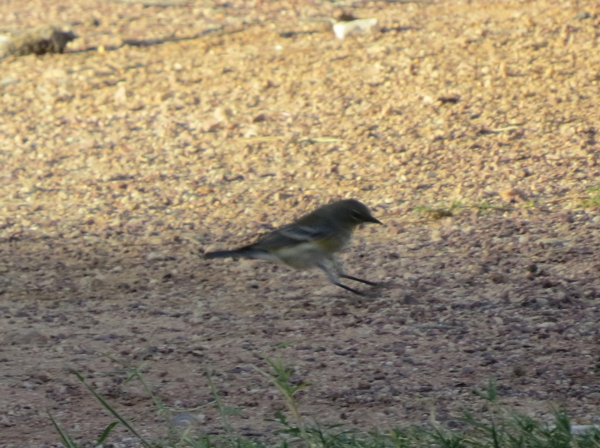 Yellow-rumped Warbler - ML197804591