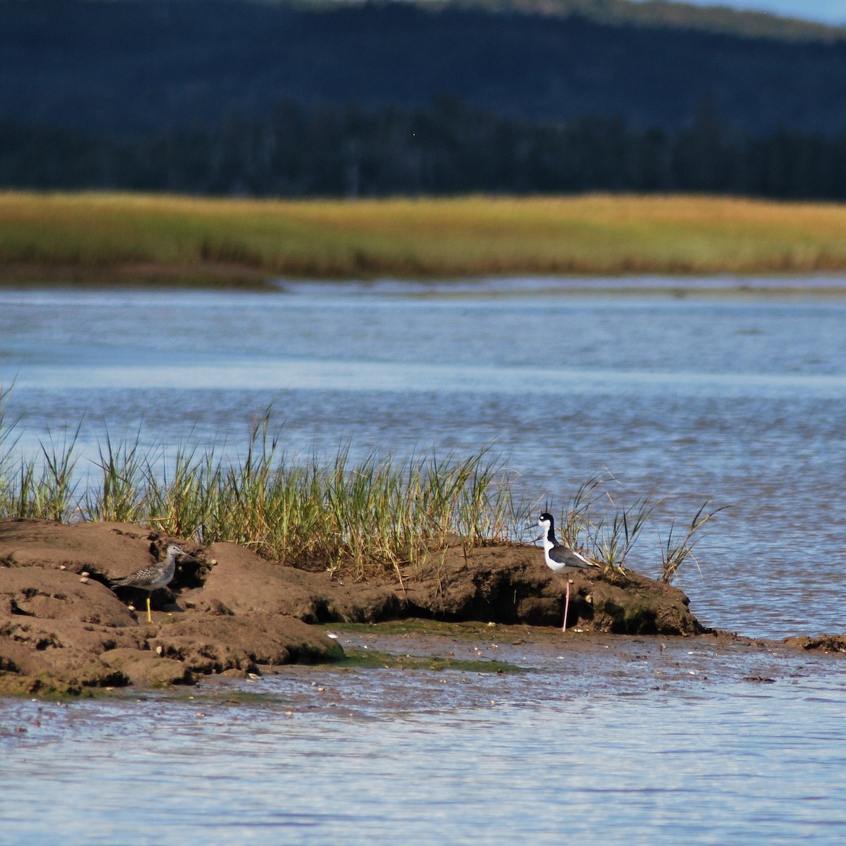 Black-necked Stilt - ML197808671