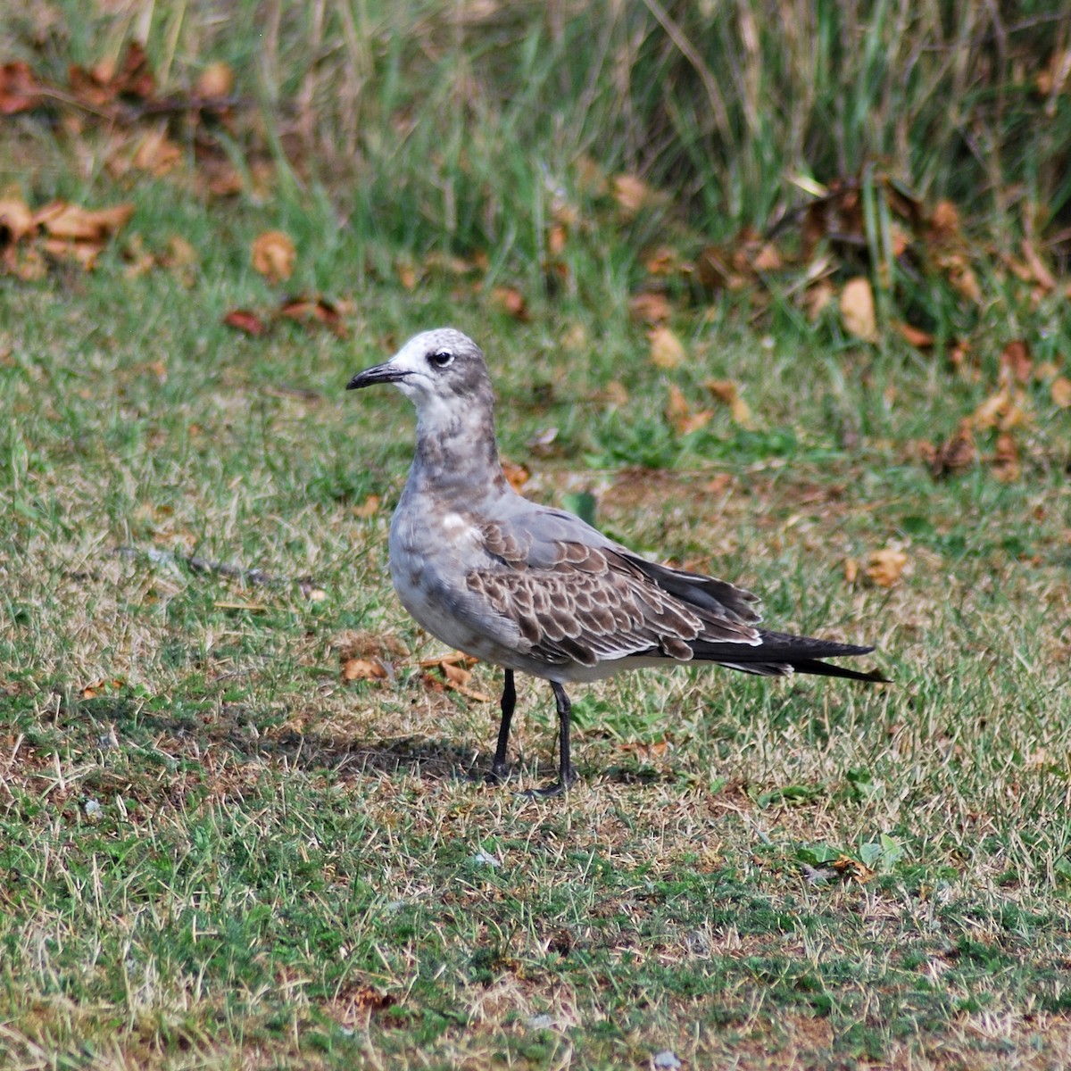 Laughing Gull - ML197808841