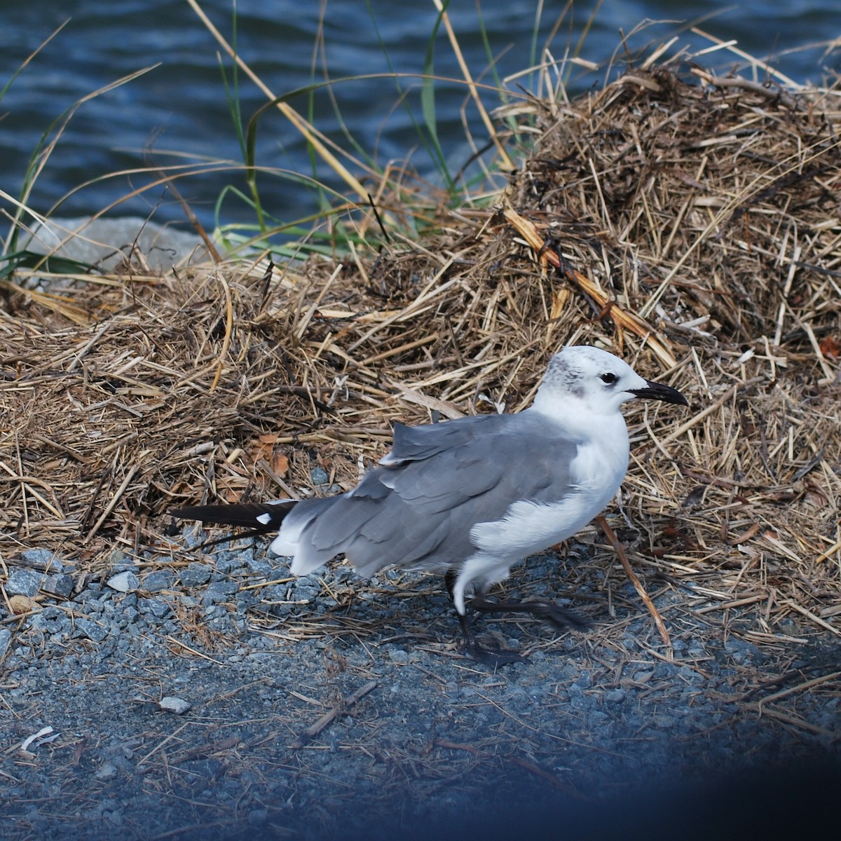 Mouette atricille - ML197808981