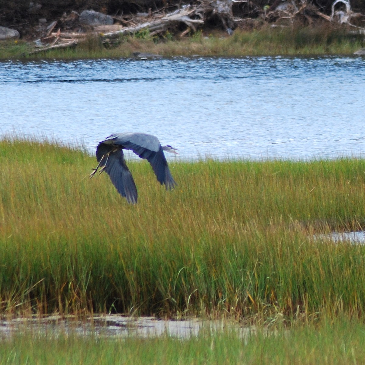 Great Blue Heron - ML197809031