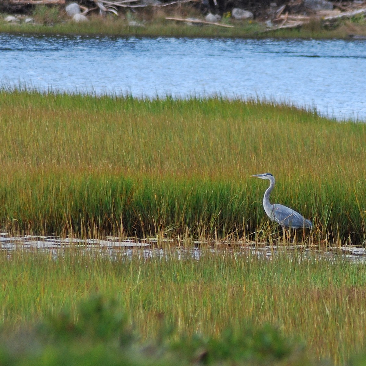 Great Blue Heron - ML197809081