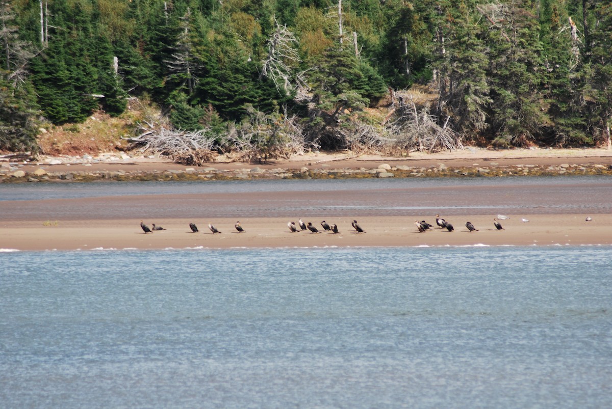 Double-crested Cormorant - ML197809171