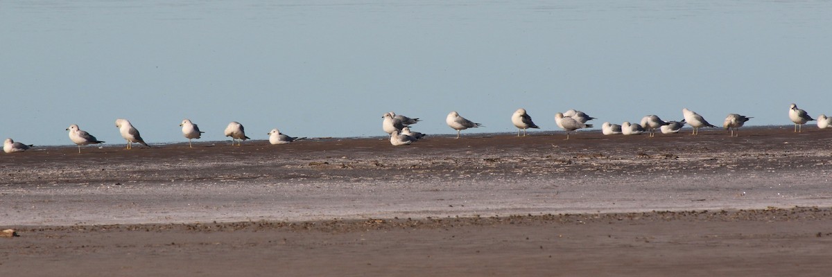 Ring-billed Gull - ML197810721