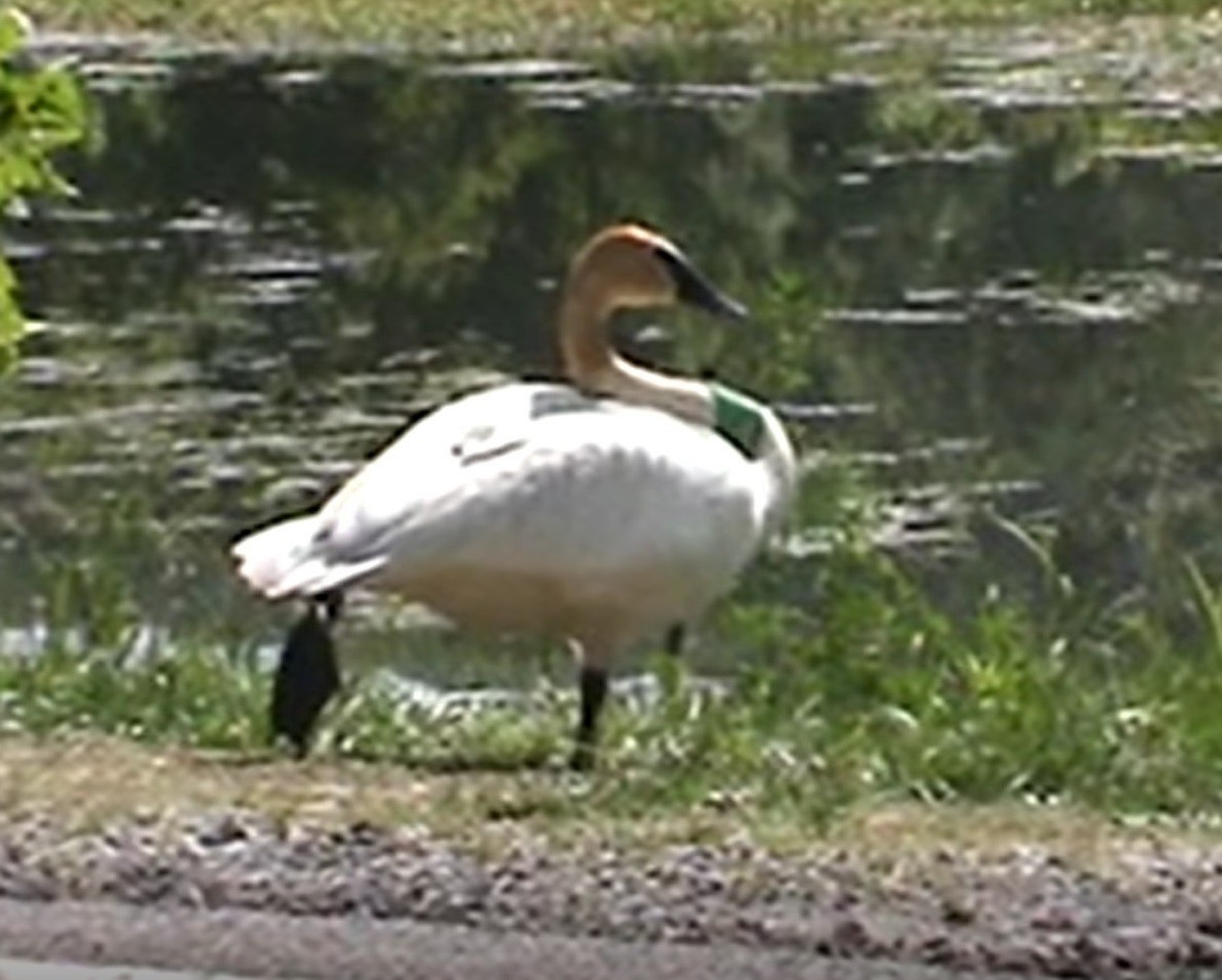 Trumpeter Swan - ML197810921