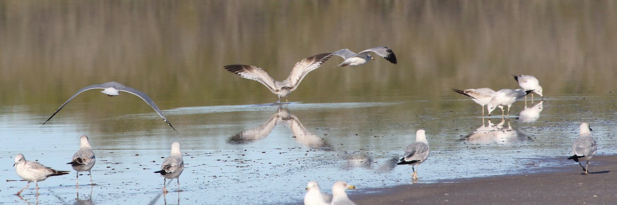 Ring-billed Gull - ML197811571