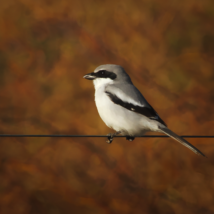 Loggerhead Shrike - ML197812231