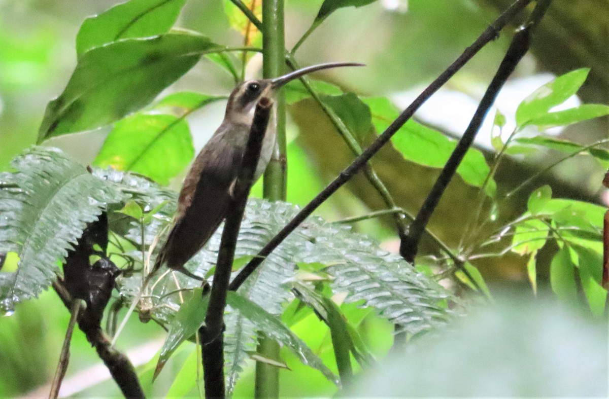 Pale-bellied Hermit - Oliver  Komar