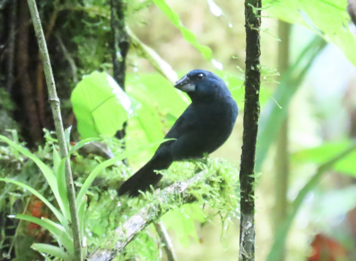 Blue-black Grosbeak - Oliver  Komar