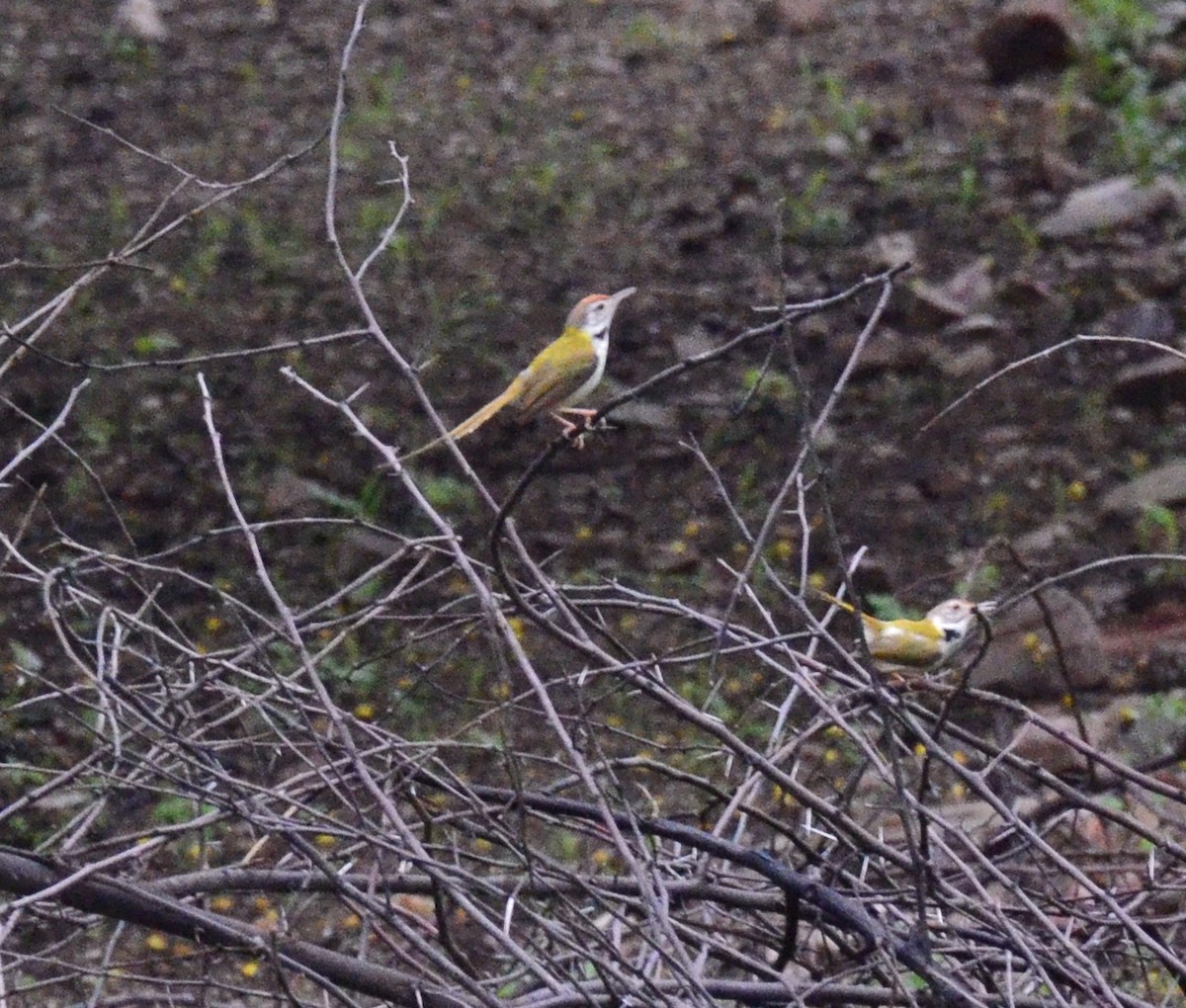 Common Tailorbird - Vinobha Pannerselvam