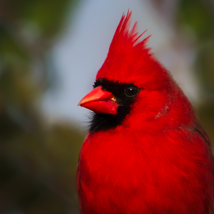 Northern Cardinal - ML197814531