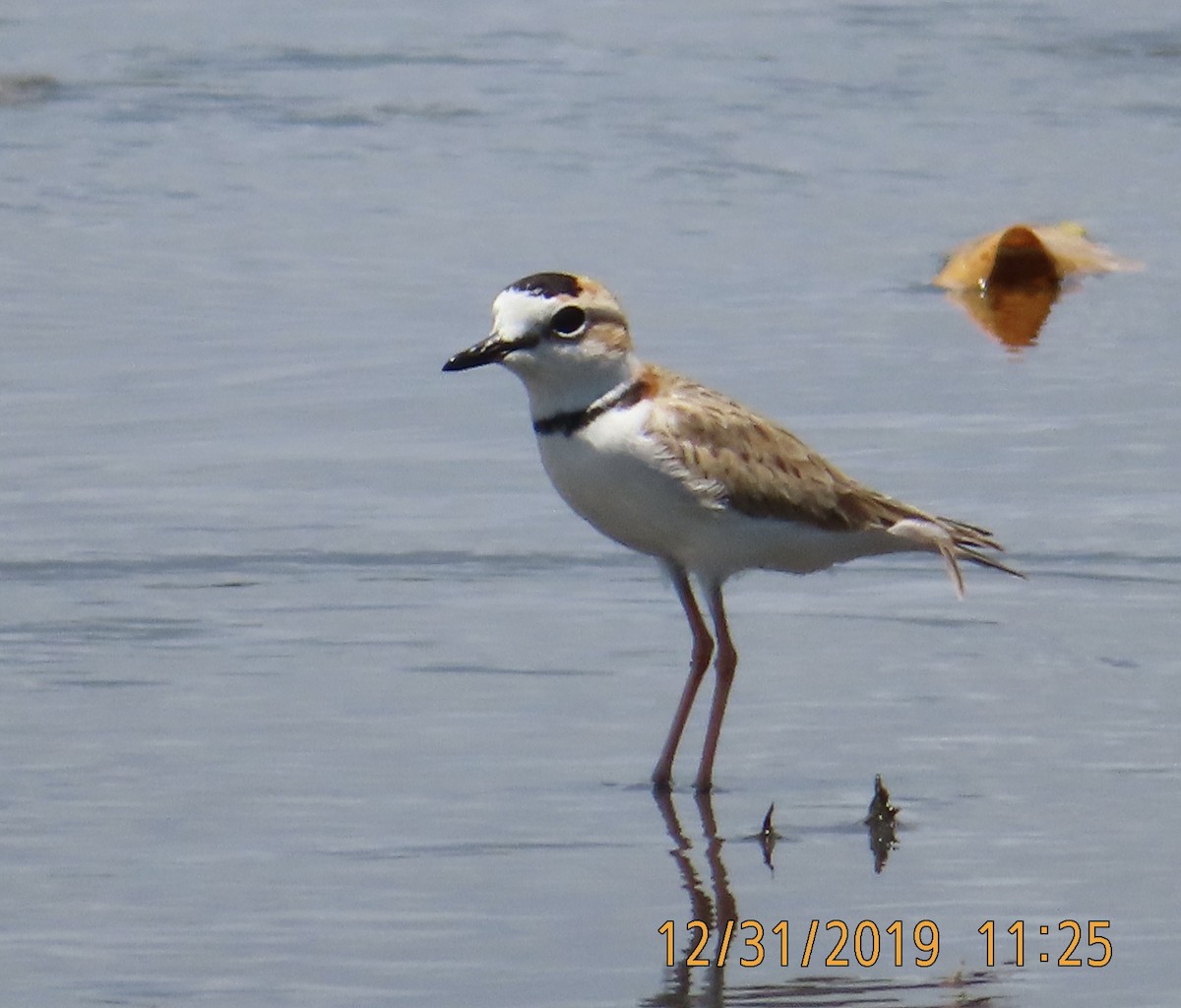 Collared Plover - ML197815821