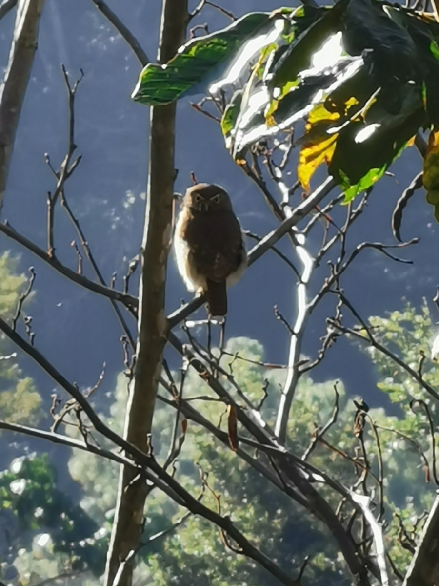 Ferruginous Pygmy-Owl - ML197816691