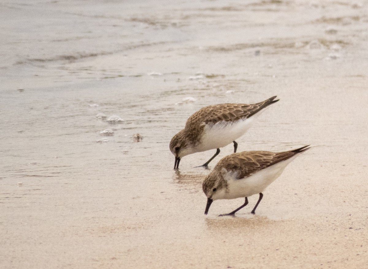 Red-necked Stint - Kent Warner