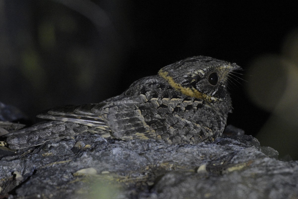 Buff-collared Nightjar - ML197819451