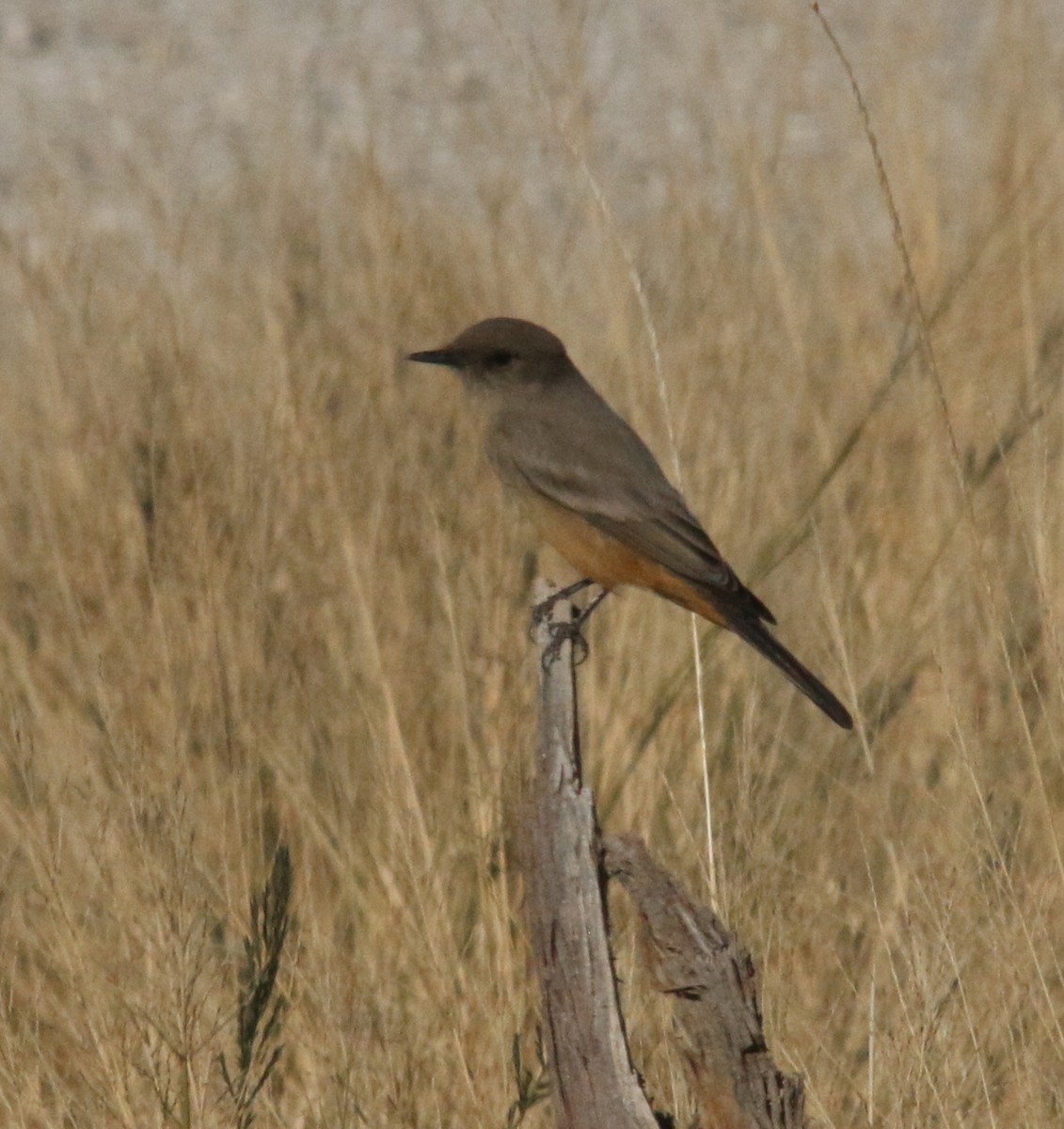 Say's Phoebe - Dan Fox