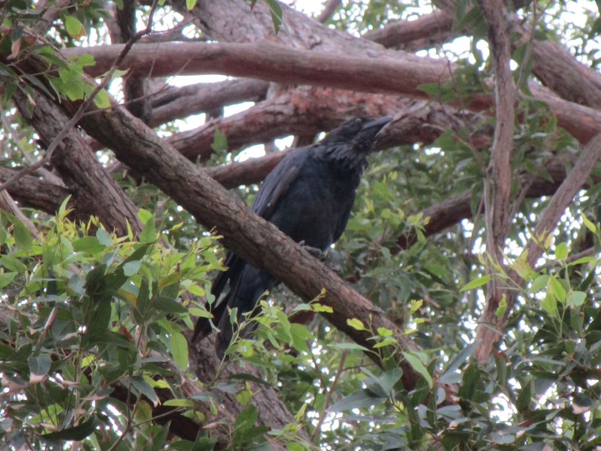 Australian Raven - ML197822191