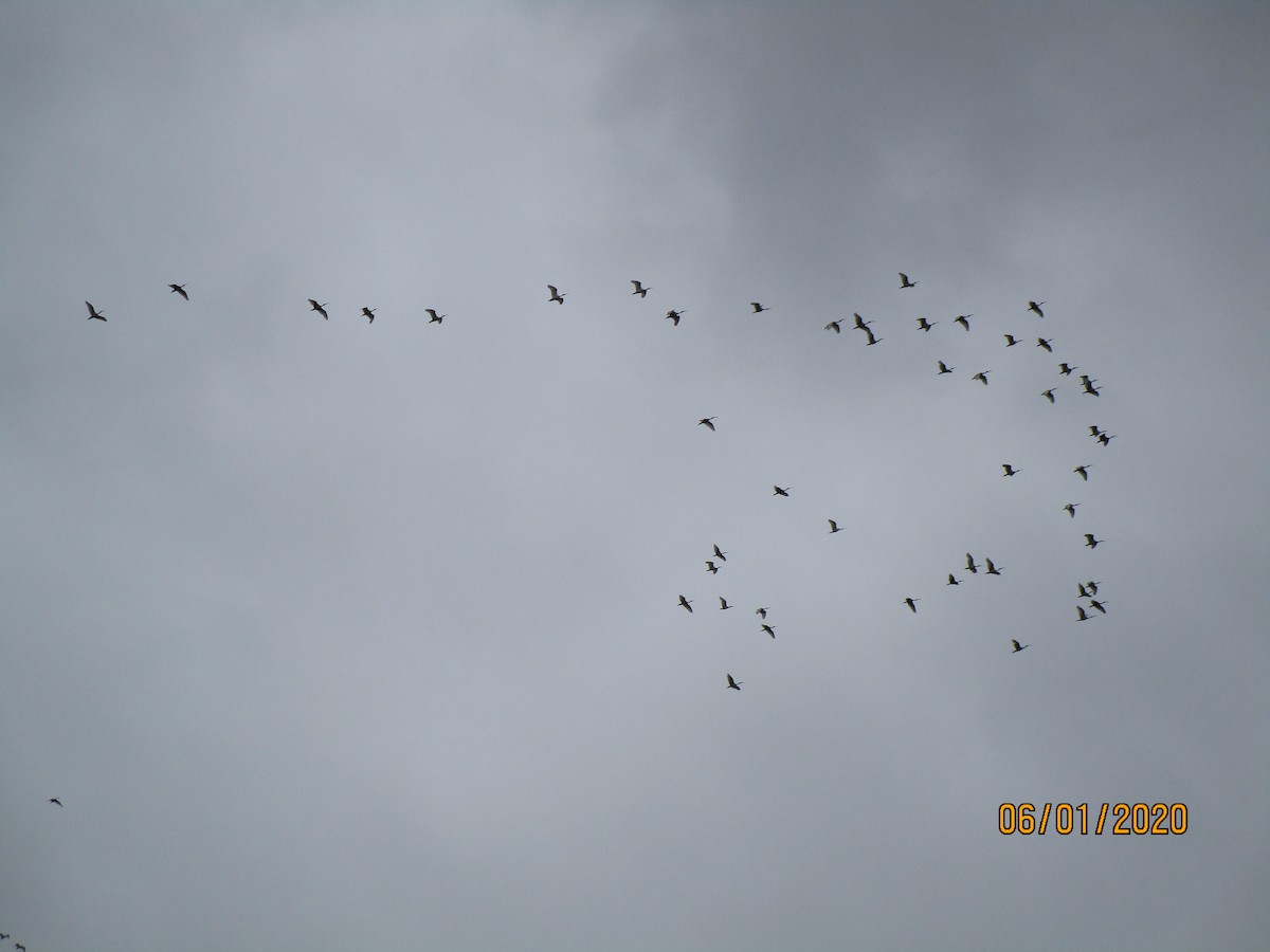 Australian Ibis - DS Ridley