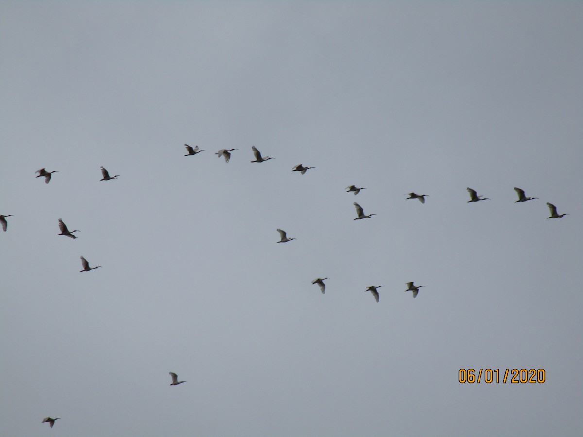 Australian Ibis - DS Ridley