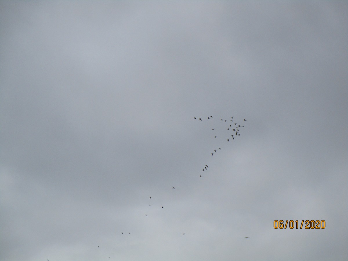 Australian Ibis - DS Ridley